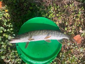 Northern Pike