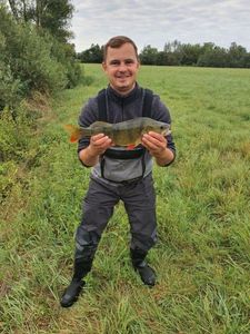 European Perch