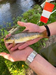 Brown Trout