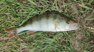 European Perch