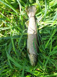 Brown Trout