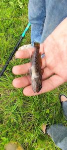 Round Goby