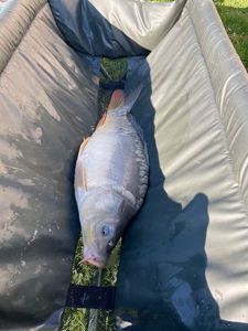Leather Carp