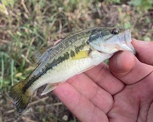 Largemouth Bass