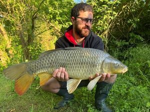 Common Carp
