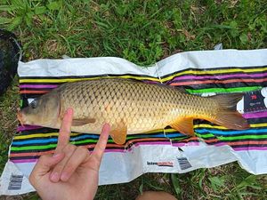 Common Carp