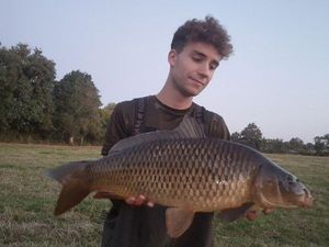 Common Carp
