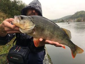 European Perch