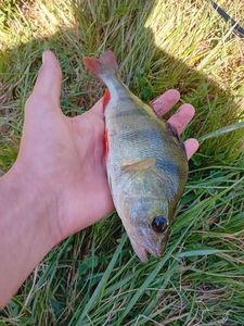 European Perch