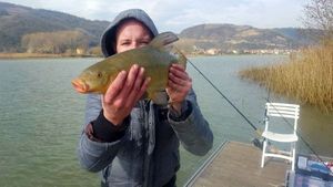 Tench