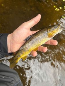 Brown Trout