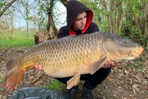 Common Carp