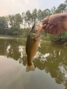 Largemouth Bass