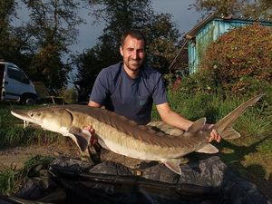 Sturgeon