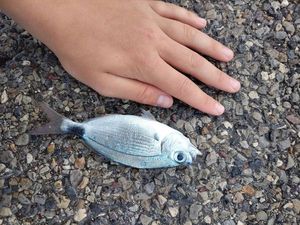 Saddled Seabream