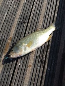 Largemouth Bass