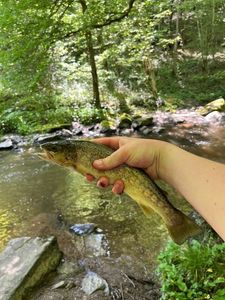 Brown Trout