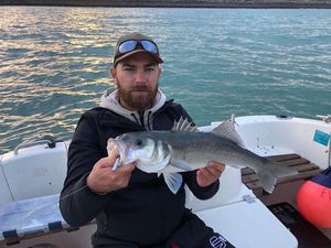 European Bass (Seabass)