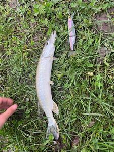 Northern Pike