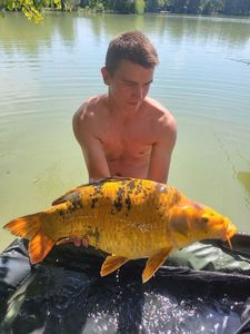 Koï Fish