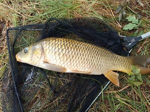 Common Carp