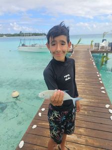 Bluefin Trevally