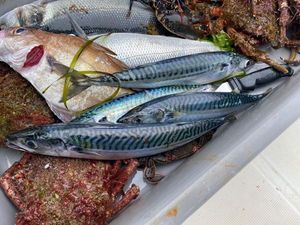 Mackerel