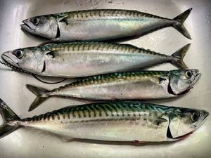 Mackerel