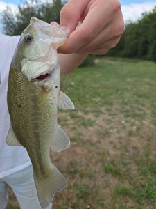 Largemouth Bass