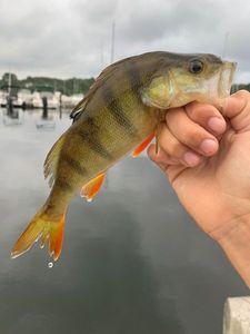 European Perch