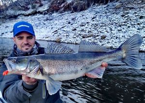 Zander