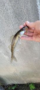 Zander
