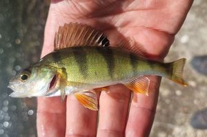 European Perch