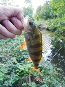 European Perch