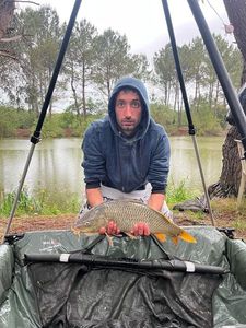 Common Carp