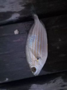 Salema