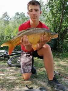 Mirror Carp