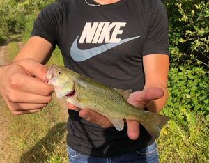 Largemouth Bass