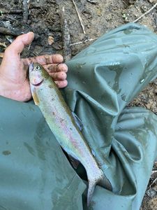 Rainbow Trout