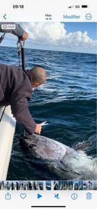Bluefin Tuna
