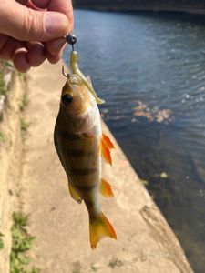 European Perch