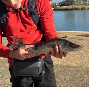 Zander