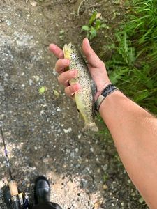 Brown Trout