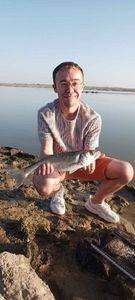 European Bass (Seabass)
