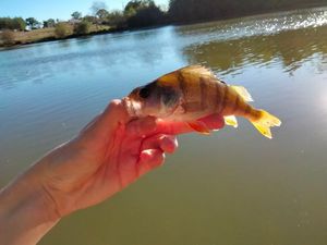 European Perch