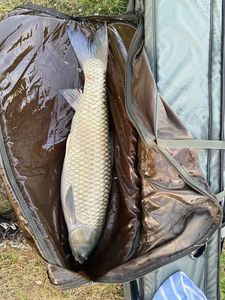Grass Carp