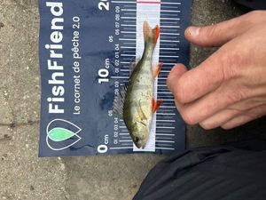 European Perch