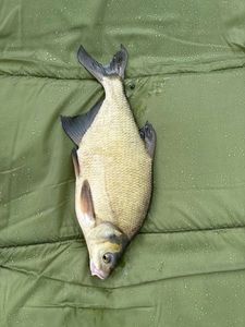 Common Bream