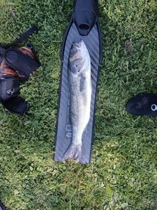 European Bass (Seabass)