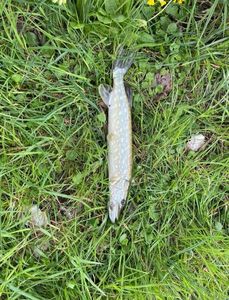 Northern Pike